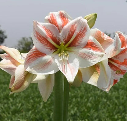 Potted Amaryllis &