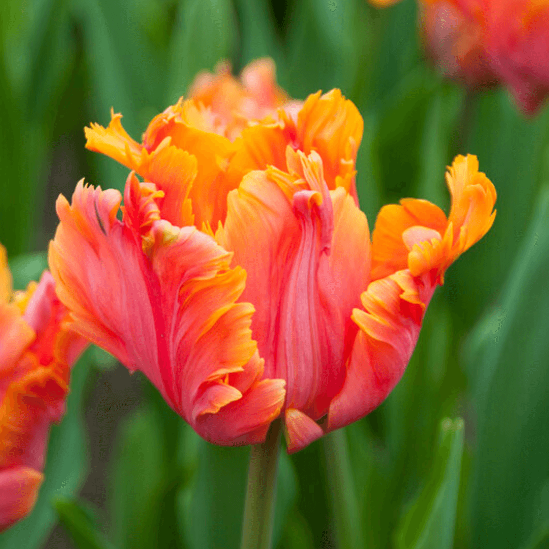 Bright purple tulip with ruffled petals, &