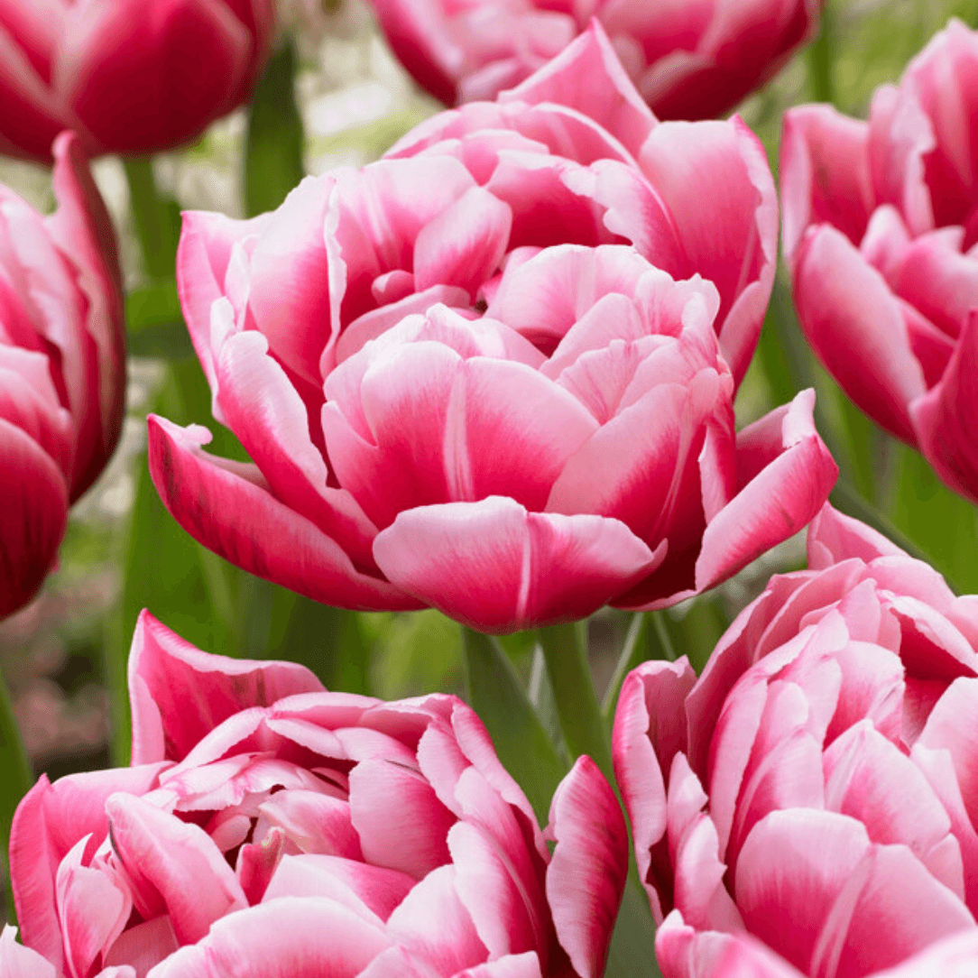 Bright yellow Tulip &
