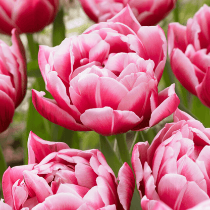 Bright yellow Tulip &