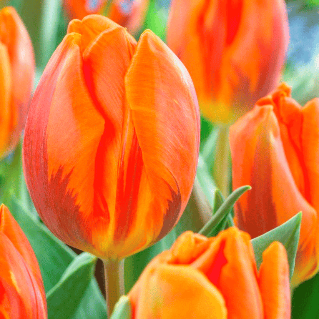 Bright yellow Tulip &