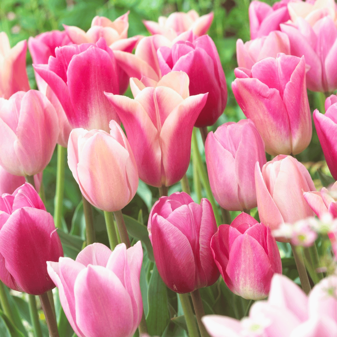 Colorful Tulip &