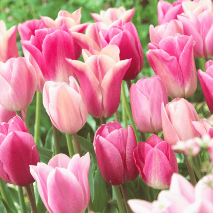 Colorful Tulip &
