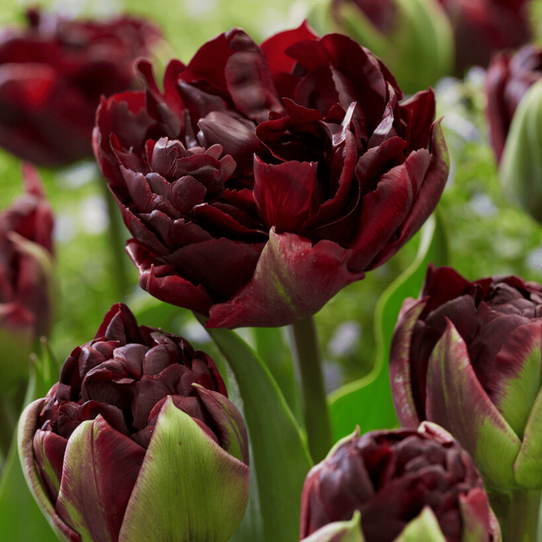 Close-up of a vibrant Tulip &