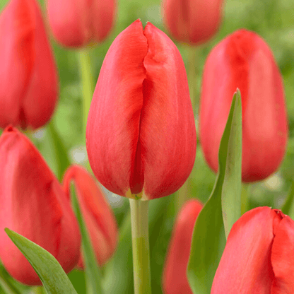 Bright red Tulip &