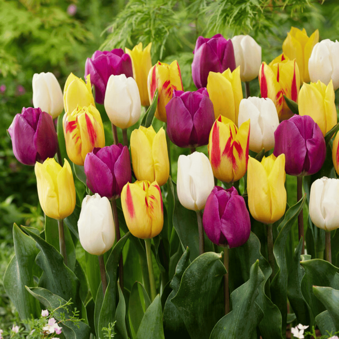 Colorful tulip flowers from Hudson Valley Seed Co.&