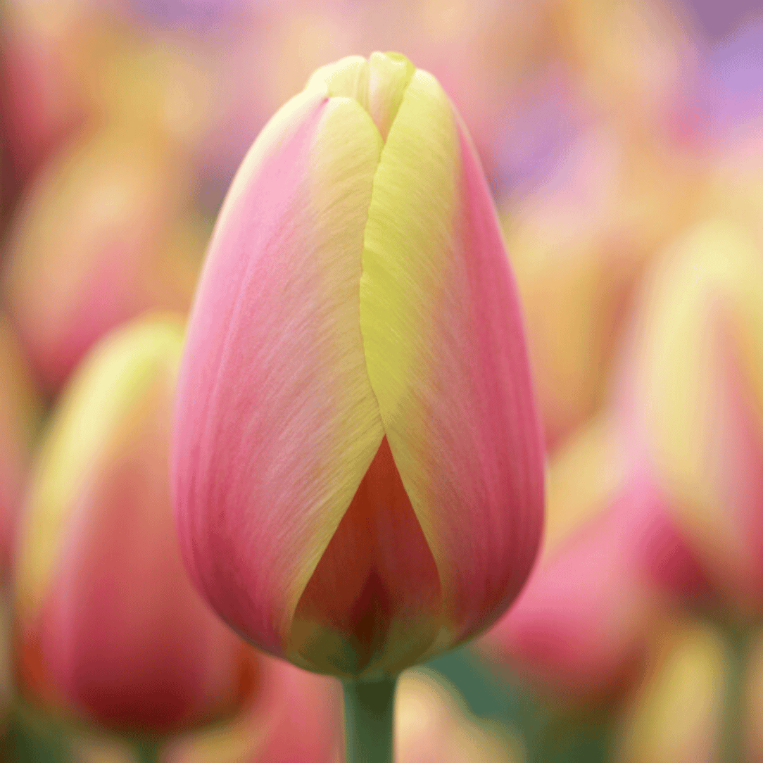 Bright yellow and red tulip flowers of the Tulip &
