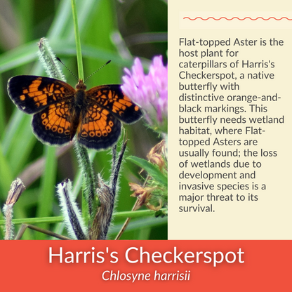 Flat-Topped Aster - PollinateHV Local Ecotype Seedling