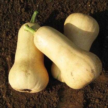 Waltham butternut squash from Hudson Valley Seed Co., fresh vegetables with smooth, tan skin and a bulbous shape.