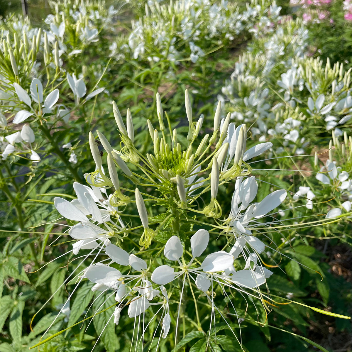 White Queen Cleome flower from Hudson Valley Seed Co., showcasing tall, white flowering plant with delicate blooms.