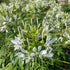 White Queen Cleome flower from Hudson Valley Seed Co., showcasing tall, white flowering plant with delicate blooms.