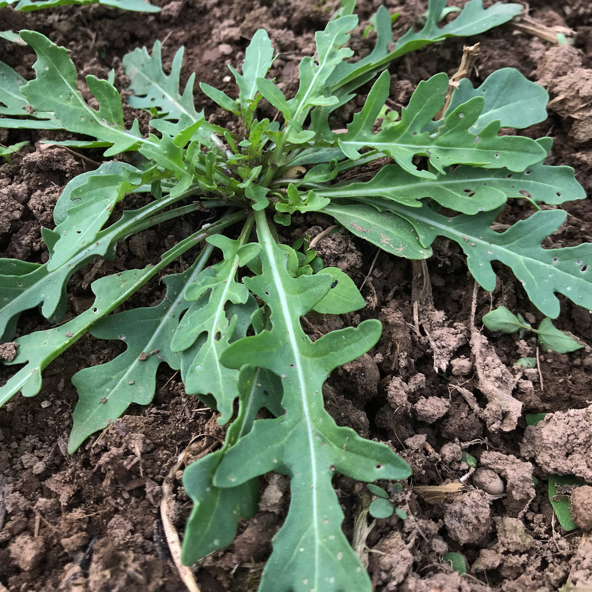 Healthy wild arugula seedlings from Hudson Valley Seed Co. ready for planting, showcasing vibrant green leaves and tender stems.