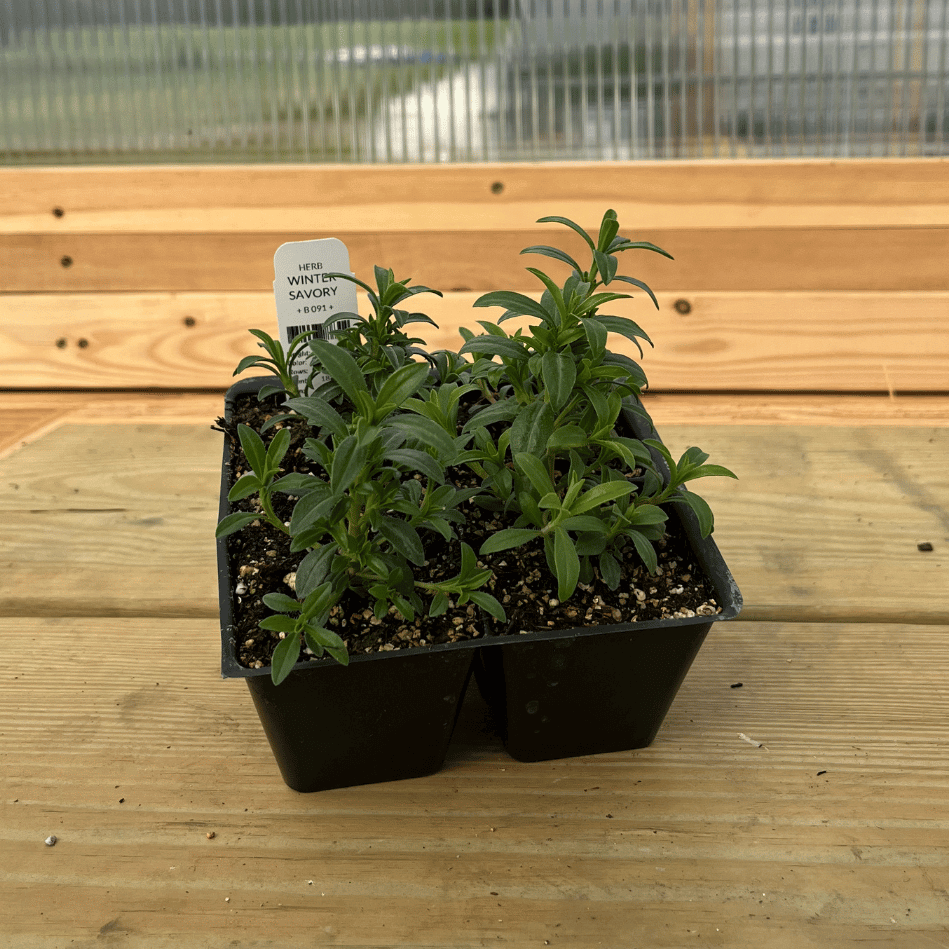 Winter savory herb seedling from Hudson Valley Seed Co., young plant with green leaves ready for planting.