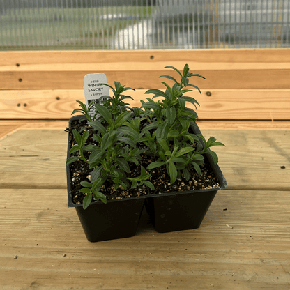 Winter savory herb seedling from Hudson Valley Seed Co., young plant with green leaves ready for planting.