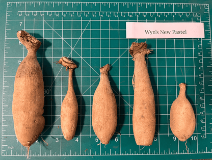 Pastel-colored dahlia flower tuber from Wyn&