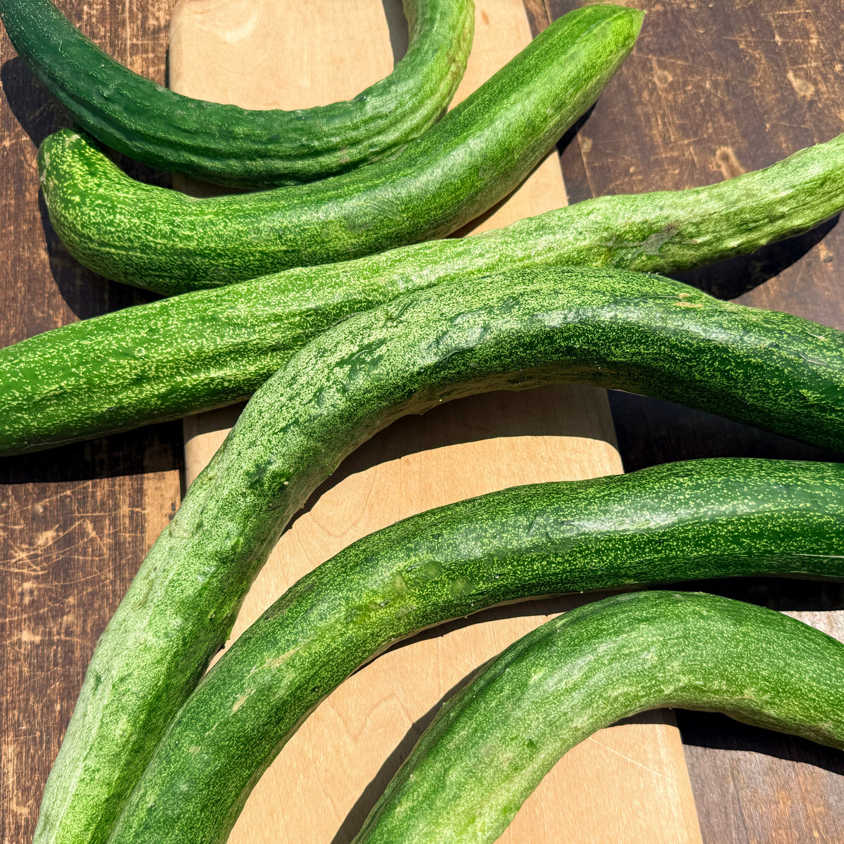Fresh Yamato Sanjaku cucumber from Hudson Valley Seed Co., showing its elongated shape and vibrant green skin.