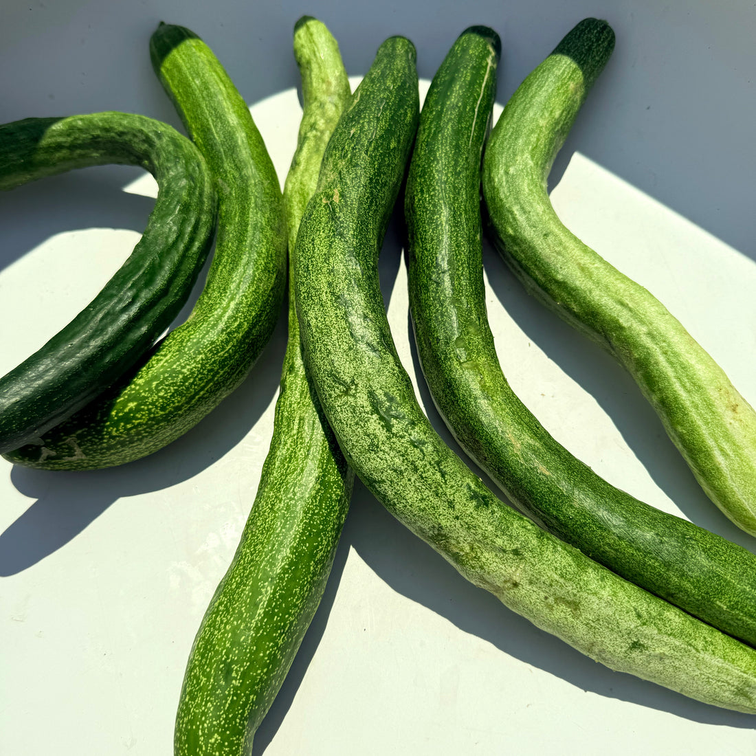 Fresh Yamato Sanjaku cucumber from Hudson Valley Seed Co., showcasing its elongated shape and vibrant green skin.