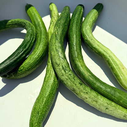 Fresh Yamato Sanjaku cucumber from Hudson Valley Seed Co., showcasing its elongated shape and vibrant green skin.