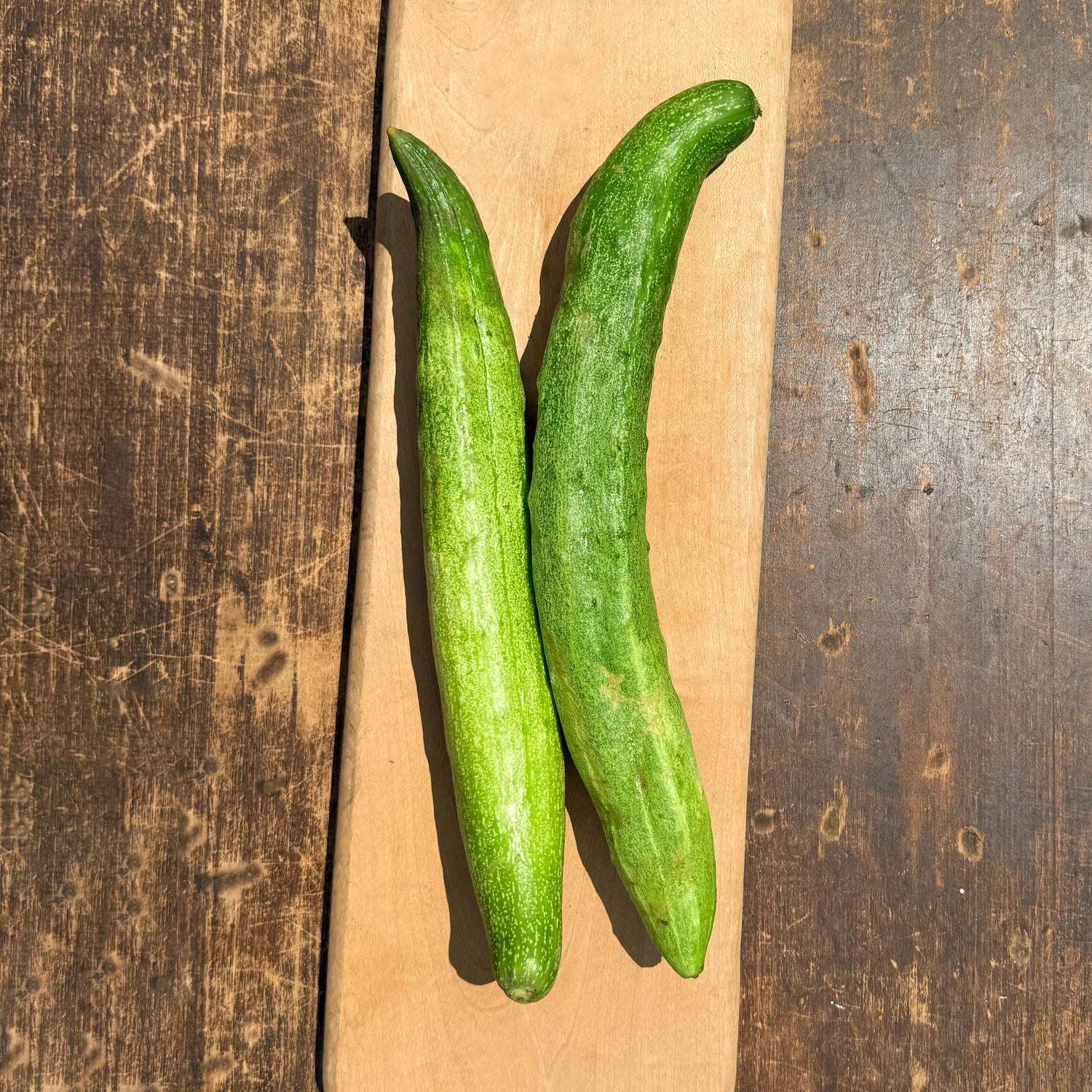 Yamato Sanjaku Cucumber