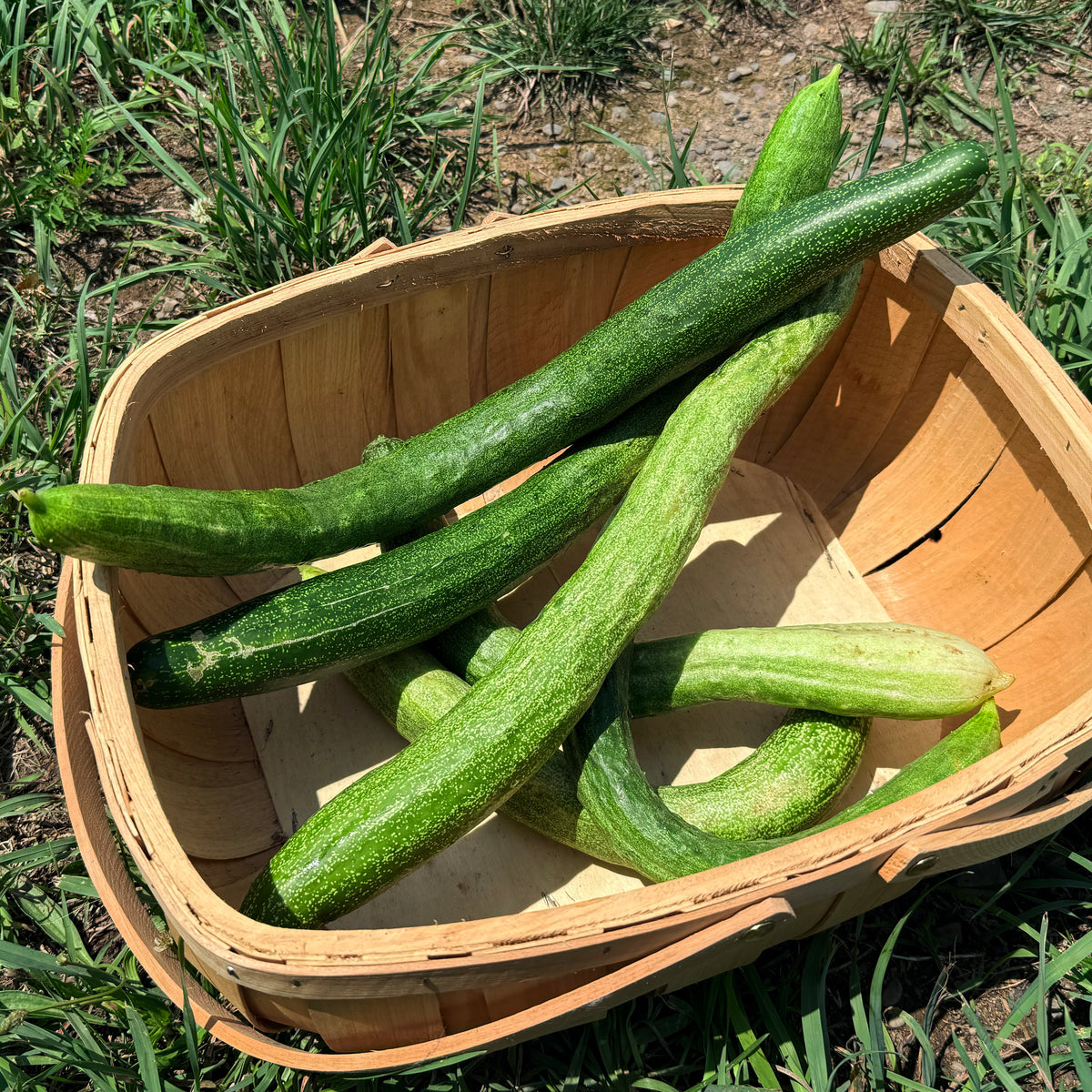 Fresh Yamato Sanjaku cucumber from Hudson Valley Seed Co., showcasing its elongated, vibrant green vegetable appearance.