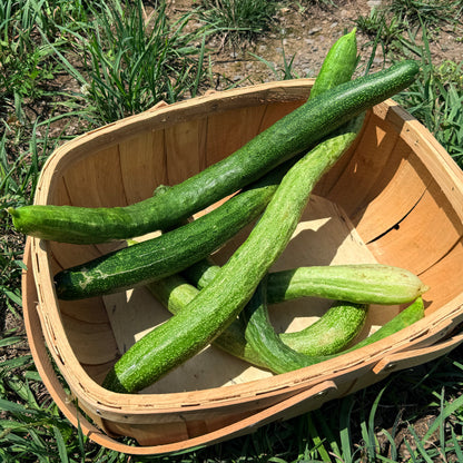 Fresh Yamato Sanjaku cucumber from Hudson Valley Seed Co., showcasing its elongated, vibrant green vegetable appearance.