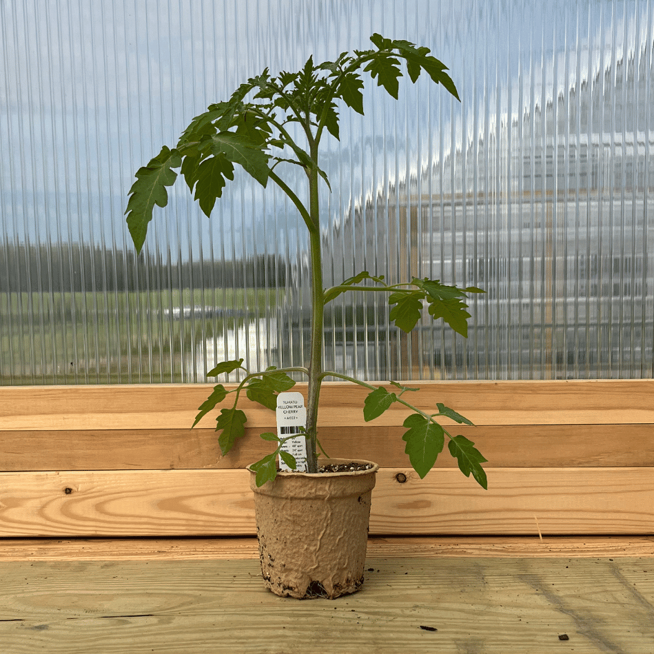 Yellow pear cherry tomato seedling from Hudson Valley Seed Co., showing healthy young yellow tomato plant with green leaves.