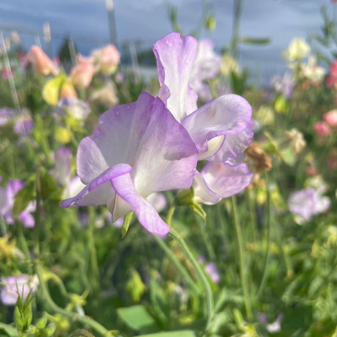 Blue sweet pea flowers with delicate petals, showcasing vibrant blue blooms typical of the Albutt variety.