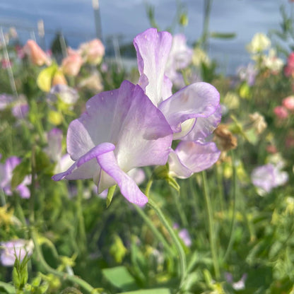 Blue sweet pea flowers with delicate petals, showcasing vibrant blue blooms typical of the Albutt variety.