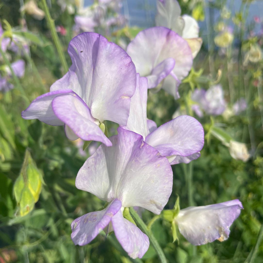 Blue Sweet Pea flowers arranged in a bouquet, showcasing vibrant, delicate blooms with green foliage.