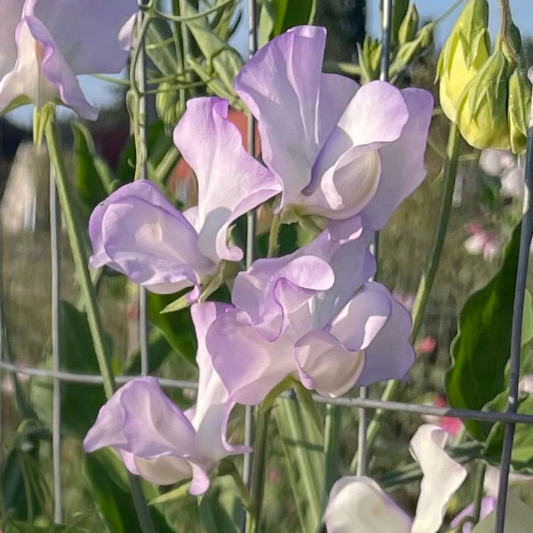 Blue Albutt Sweet Pea flowers with delicate petals and greenery, showcasing vibrant blooms in a natural floral arrangement.