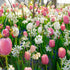 Colorful tulip flowers from Hudson Valley Seed Co. in pink shades, showcasing the All Season Pink Mix variety.