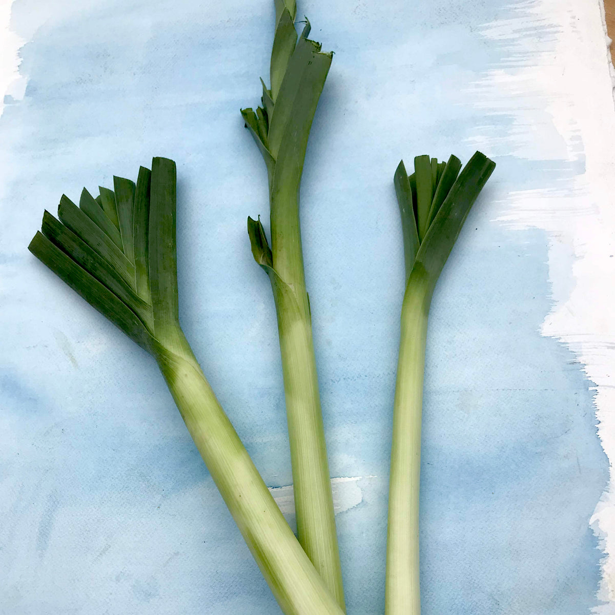 Fresh American Flag Leek from Hudson Valley Seed Co., vibrant green and white vegetable with distinctive striped appearance.
