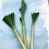 Fresh American Flag Leek from Hudson Valley Seed Co., vibrant green and white vegetable with distinctive striped appearance.