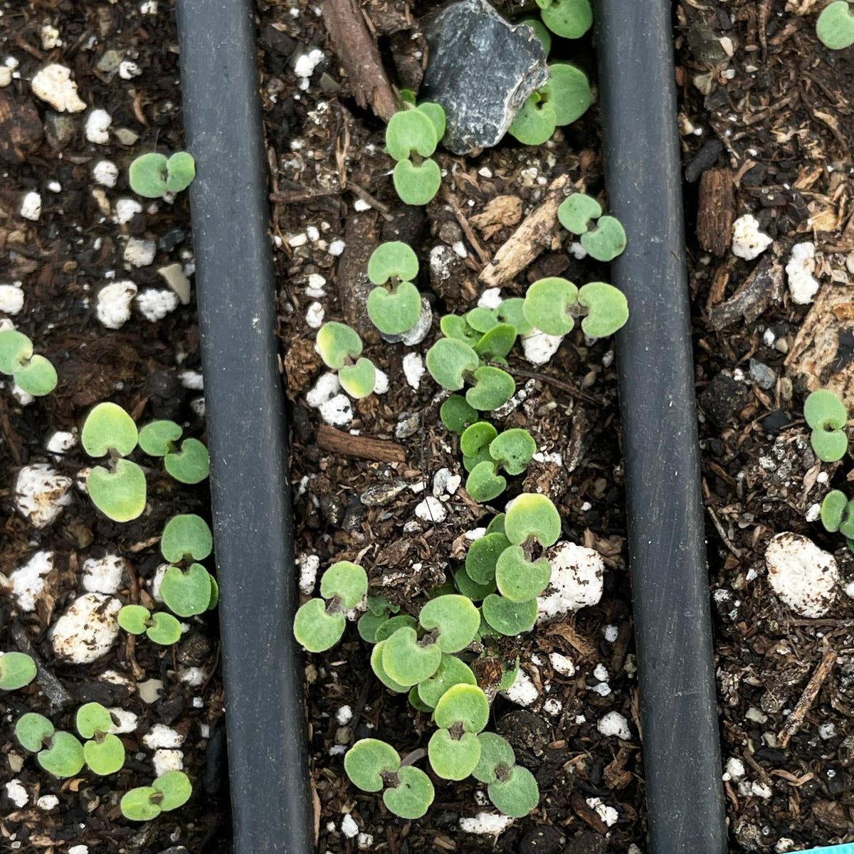 Healthy Anise Hyssop herb seedlings from Hudson Valley Seed Co., with vibrant green leaves ready for planting.