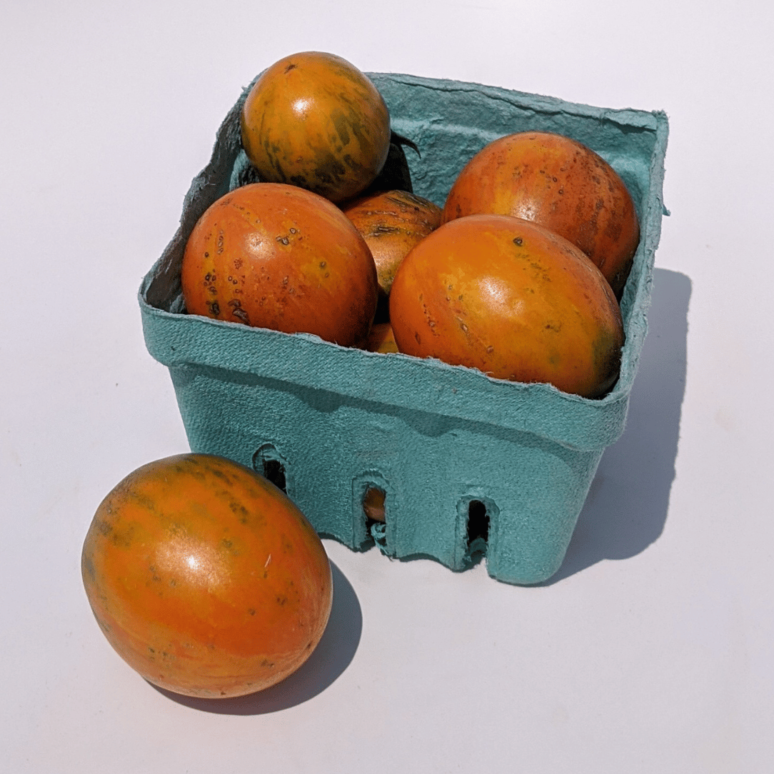 Apricot Zebra Tomato from Hudson Valley Seed Co., a vibrant heirloom vegetable with striped orange and yellow skin.