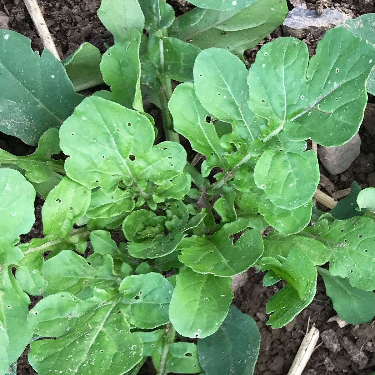 Fresh green arugula leaves from Hudson Valley Seed Co., vibrant and leafy vegetable for salads and cooking.