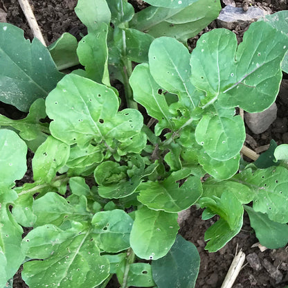 Fresh green arugula leaves from Hudson Valley Seed Co., vibrant and leafy vegetable for salads and cooking.