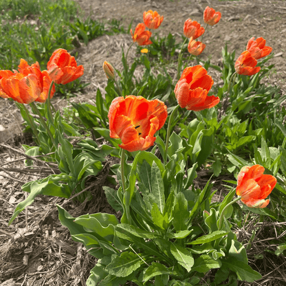 Bright tulip flower in vibrant shades of red and yellow, showcasing the Tulip &