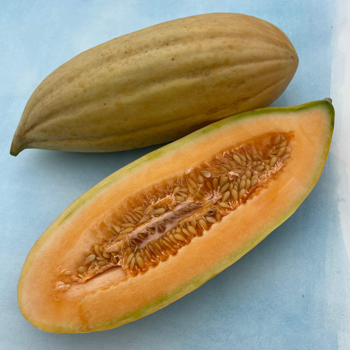 Banana melon seedlings from Hudson Valley Seed Co., young vegetable plants with green leaves and developing fruit.