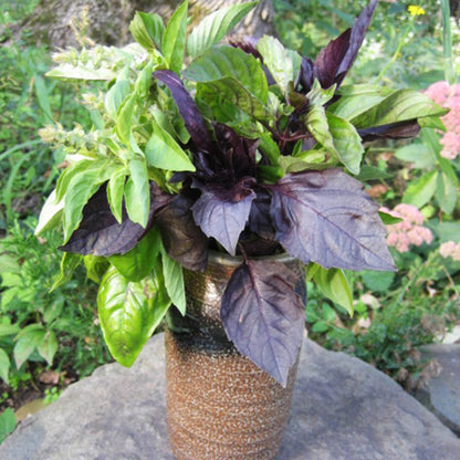Fresh basil bouquet from Hudson Valley Seed Co., showcasing vibrant green basil herbs with lush leaves.