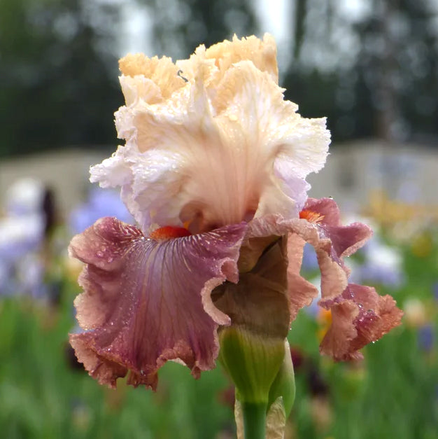 Bearded Iris flower with Champagne and Strawberries blooms, vibrant petals in shades of pink and white, from Hudson Valley Seed Co.