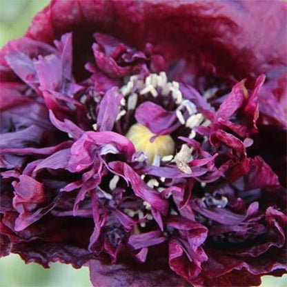 Close-up of a Black Beauty Poppy flower showcasing its dark, velvety petals and vibrant center, from Hudson Valley Seed Co.