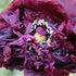 Close-up of a Black Beauty Poppy flower showcasing its dark, velvety petals and vibrant center, from Hudson Valley Seed Co.