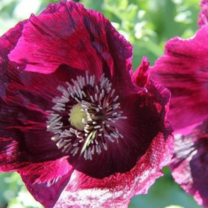 Close-up of a Black Beauty Poppy flower, showcasing its dark, velvety petals and vibrant center from Hudson Valley Seed Co.