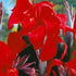 Black Knight Canna flowers with dark, vibrant petals and lush green foliage, showcasing a striking ornamental plant.