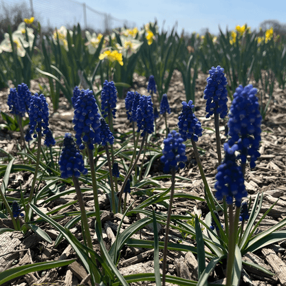 Blue Muscari Aucheri &