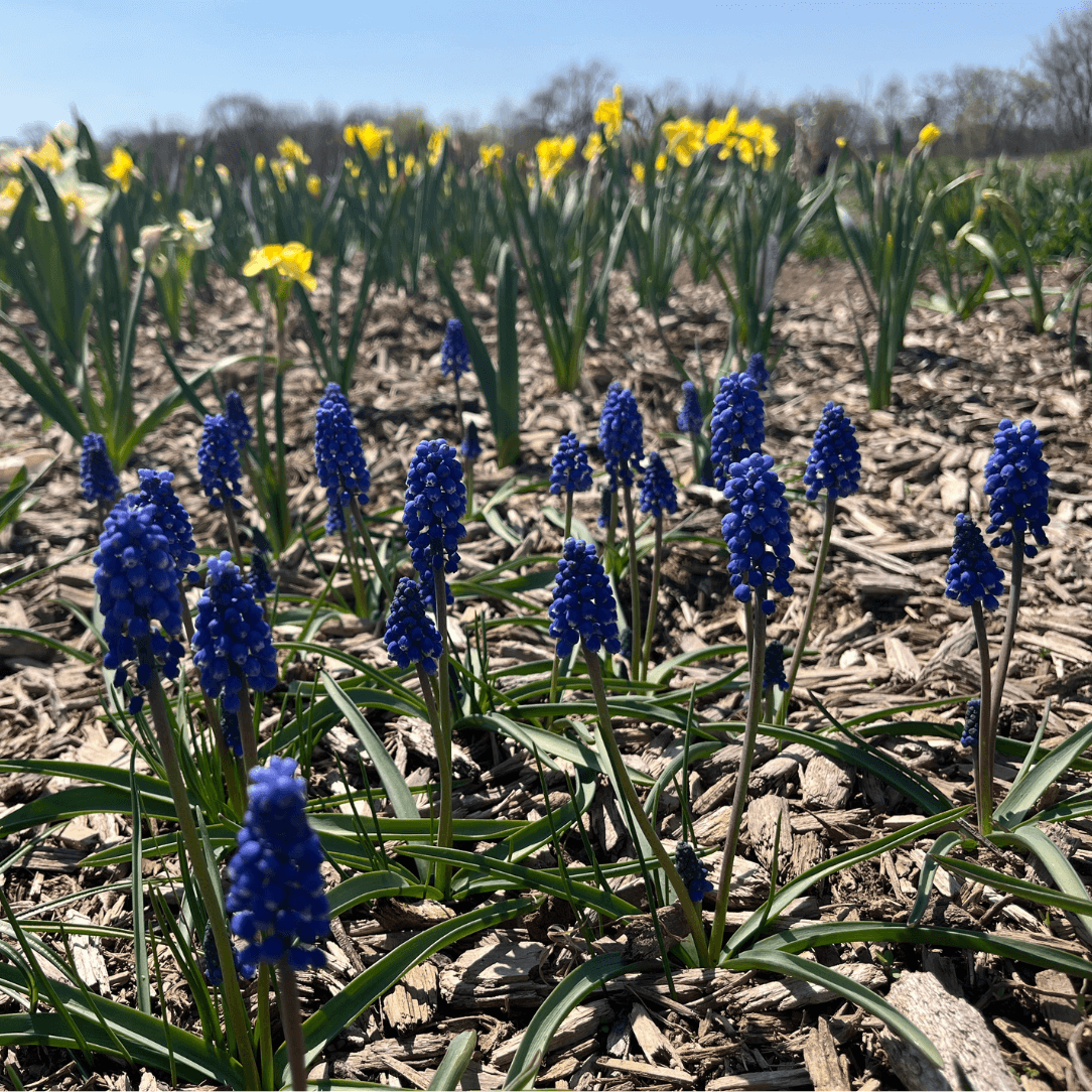 Blue Muscari aucheri &