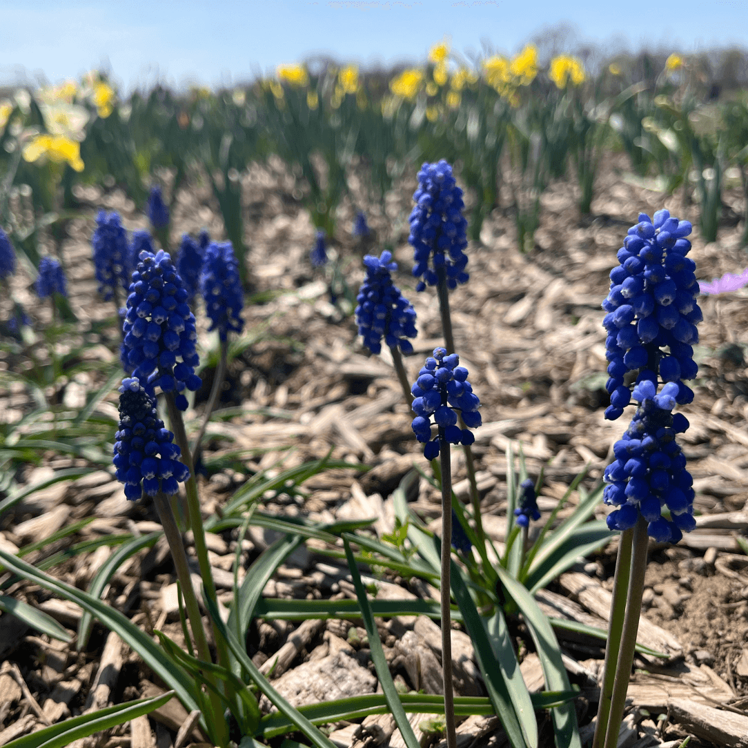 Blue Muscari aucheri &