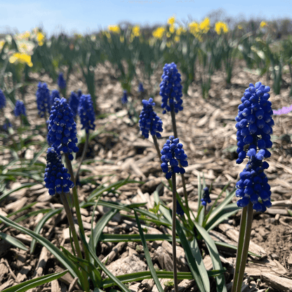 Blue Muscari aucheri &