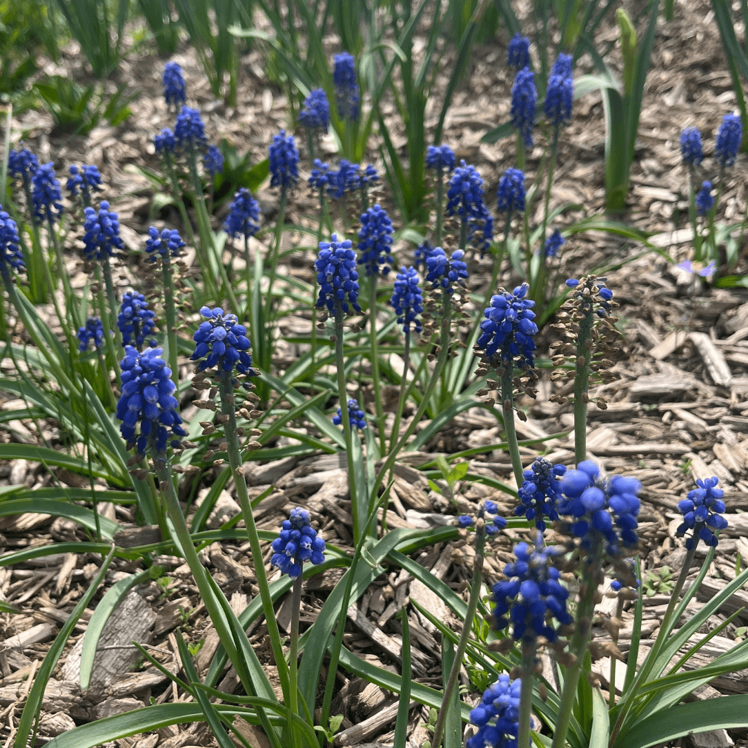 Blue Muscari aucheri &